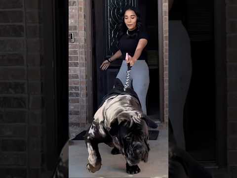 203lbs Boerboel Vs 110lbs Beauty, Can you walk a Savage? #boerboel #bigdog #dog #canecorso #pet