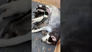 Newborn Puppies Nursing