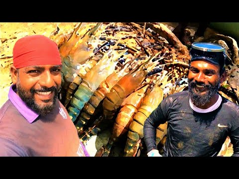 Giant blue claw prawn hunt | නිල් අණ්ඩො දඩයම | @wishwatiyubaya  🤿😲🦞