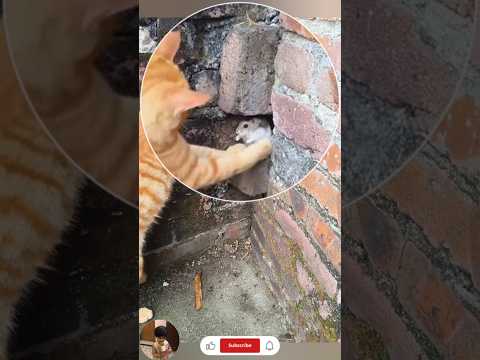 This Cat’s Funniest Mistake Will Make Your Day 😂 | Relatable Pet Short
