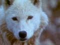 Musk Oxen and Arctic Wolves