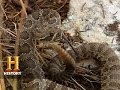 Rattlesnake Exploration and Handling