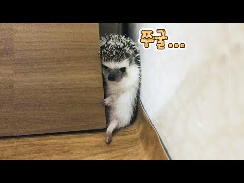 본인 덩치 생각 못하고 구석에 들어간 고슴도치 최후 ㅋㅋㅋㅋ