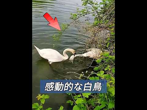 感動的な白鳥のつがい #animals #動物プロダクション #動物