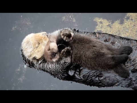 The baby bear is protective of its mother🔥Star Show