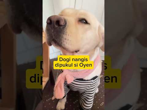 Dogi nangis dipukul Oyen #feedshorts #hewankucing #kucinglucu #hewanlucu #funny #dog #anjinglucu
