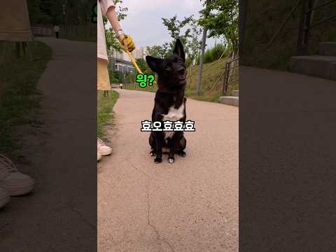 호요요요 소리에 반응하는 강아지 앉아 한번에 성공하면 반려동물 커스텀 머그컵 선물해 주기