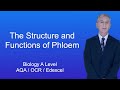 Phloem Structure and Function