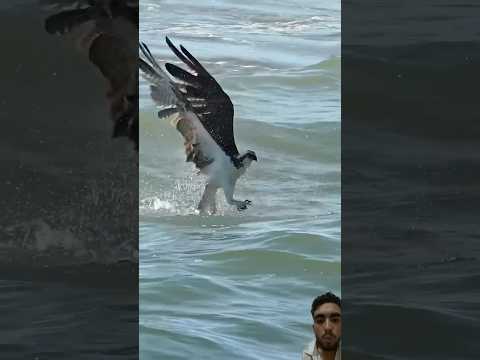 Falcon nai fish ? ko nahi bakra #wildlife #nature #birds