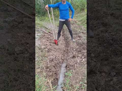 Achei um minador de água na Fazenda, part 2. #vidanaroça #rotina #agua #nascente #preservar #fazenda