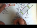 Muscle Physiology and Neuromuscular Junctions