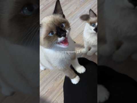 вы не поверите в это? #влог #влоги #обзоры