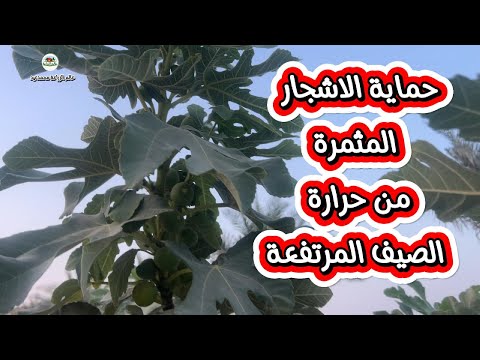 كيف تحمي نباتاتك من حرارة الصيف؟ 3 خطوات بسيطة وفعالة