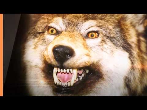 DEADLY HUNTERS - The World's Most Brutal Predators | Free Documentary