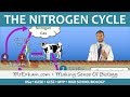 Nitrogen Cycle and Bacteria Concepts
