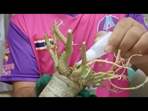 #เมล็ดชวนชม #Adenium #夾竹桃屬 #Adênio #アデニウム #الأدينيوم #아데늄 #Адениум #एडेनियम