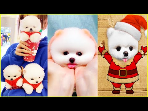 The Cutest Mini Pomeranians in the World 😍 Chó Phốc Sóc Mini Dễ Thương Nhất Thế Giới 🐾 #594