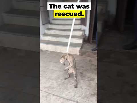 Cat stuck in deep water tank #cat