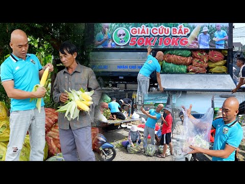 NỔI KHỔ CỦA NHÀ NÔNG ,TRỒNG BẮP 🌽 CỰC KHỔ GIỜ BÁN KHÔNG AI MUA