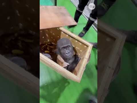 Baby gorilla rescued, smuggling thwarted #Shorts