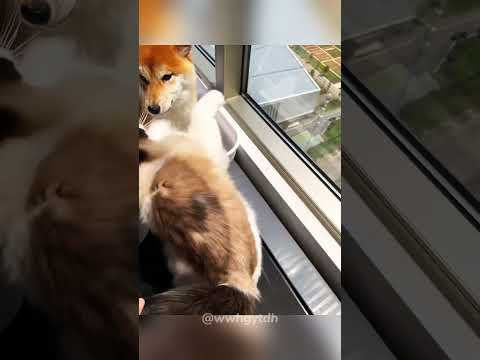 Cat VS dogs.#cat #kitten #funnycats #funnyanimals #funnypets