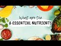 Essential Nutrients Quiz