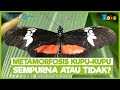 Butterfly Metamorphosis and Biology