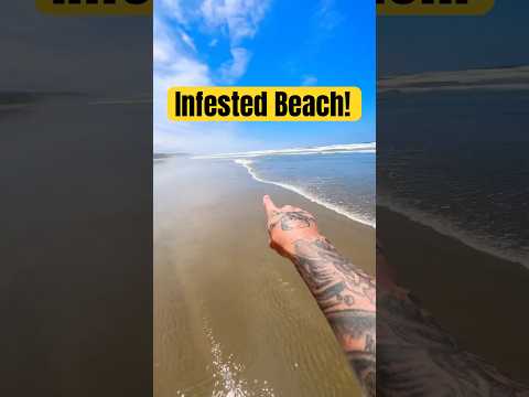 THESE Are Under YOUR Feet at the Beach! ๐ฑ #animals #nature #shorts
