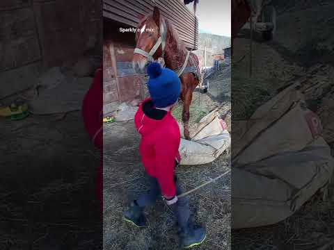 The horse does not Remove its food from the feed