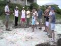 Sea Turtle Conservation and Research