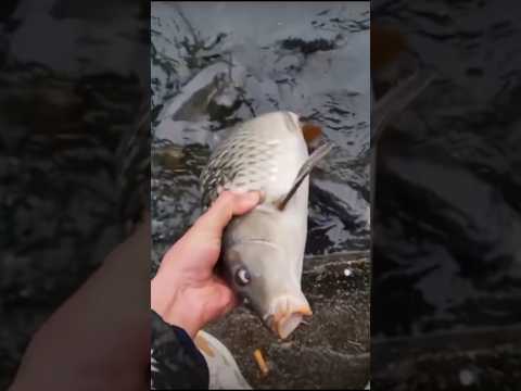 Mancing ‼️ ide brilian tercetus saat pemancing ini gabut #fishing #mancing #shorts