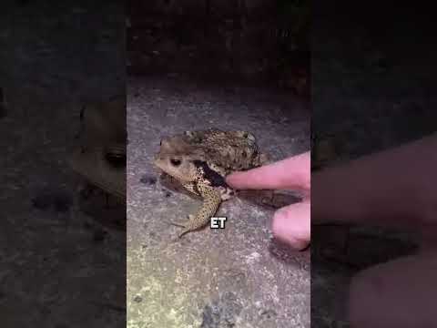 Ce Mec Vit en Australie Sauf Que…