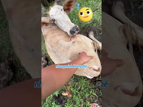 Tiêm chủng cho BÒ theo cách thông minh