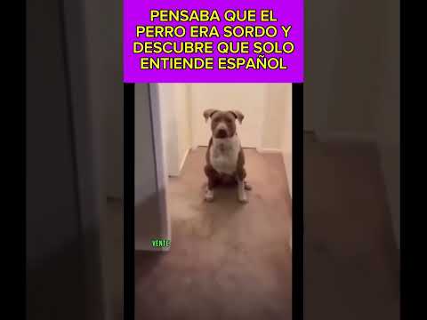 Pensaba que el perro era sordo y descubre algo #humor #funny #dogs #comedia #perros