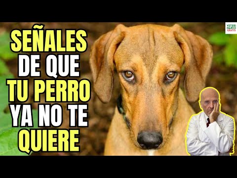 😱 ESTAS SON LAS SEÑALES DE QUE TU PERRO YA NO TE QUIERE 😱