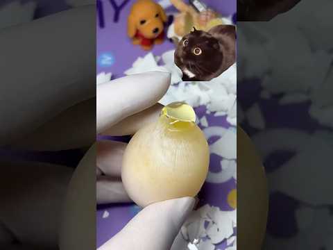 다이아 버튼 도전 | 알"고리즘 에그바나나