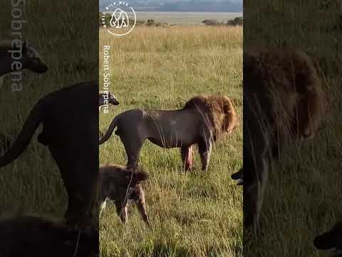 Lion Fights Off 30 Hyenas 🦁🦁 World Wild Web #wildlife #shorts