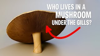 Opposite of The Last of Us - Infected Mushroom
