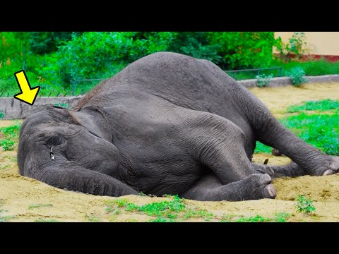 Una Elefanta Llora A Diario En El Zoológico, Hasta Que Un Día Ve Una Silueta Que Le Es Conocida