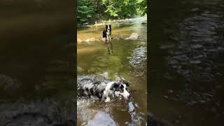Divoká orlice Vochtanka Charlie a Archie #river #vochtanka #bordercolie