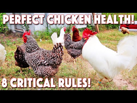 Keeping Chickens Healthy! 8 Top Ways That We Do It!