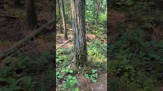 Come along with Mr. and Mrs. Sujano on a hike!   #hiking #outdoors
