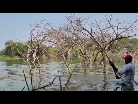 FISHING VIDEO🎣 in KRISHNA RIVER STOCK WATER By BiG ROHU FISHES Hunting Single Hook