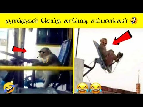 குரங்கு செய்யும் காமெடி சம்பவங்கள் பகுதி -3 | Monkey Funniest Moments | Animals | Part 3