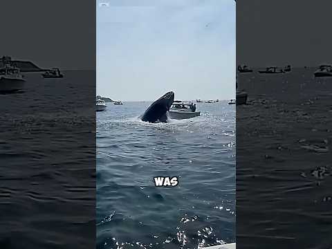 This whale came back with his whole family ❤️