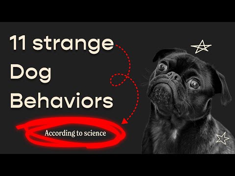 ''Why your dog is humping things'' 11 strange Dog Behaviors according to science