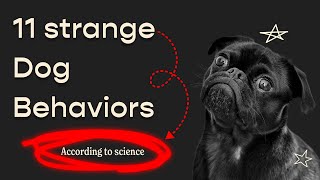 ''Why your dog is humping things'' 11 strange Dog Behaviors according to science
