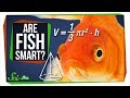Understanding Fish Intelligence