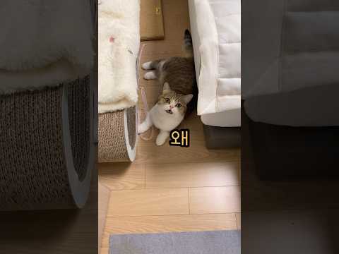 나랑 안 놀아주는 집사 밉다