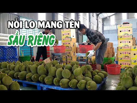 Nỗi lo chung của người dân, doanh nghiệp mang tên sầu riêng | VTV CẦN THƠ